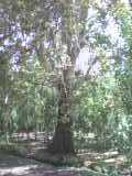 درخت چنار 400ساله 